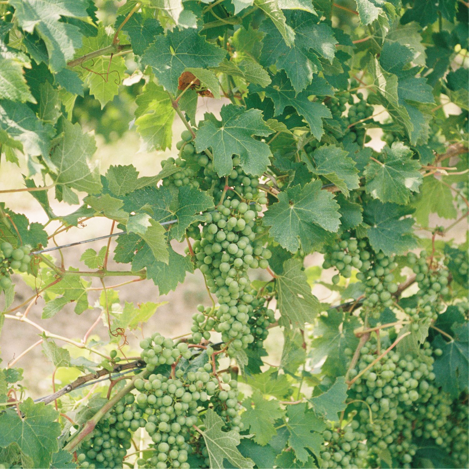 lush green grape vine